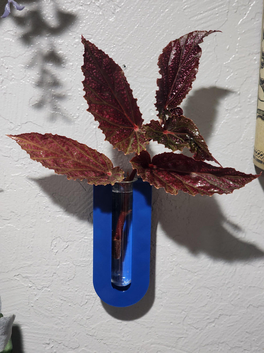 Wall Mount Plant Propagation Planter: Boho Decor with Glass Tube