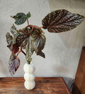 Modern Propagation Stand Tube Boho Room Decor Propagation Tube Gufts For Her & Him