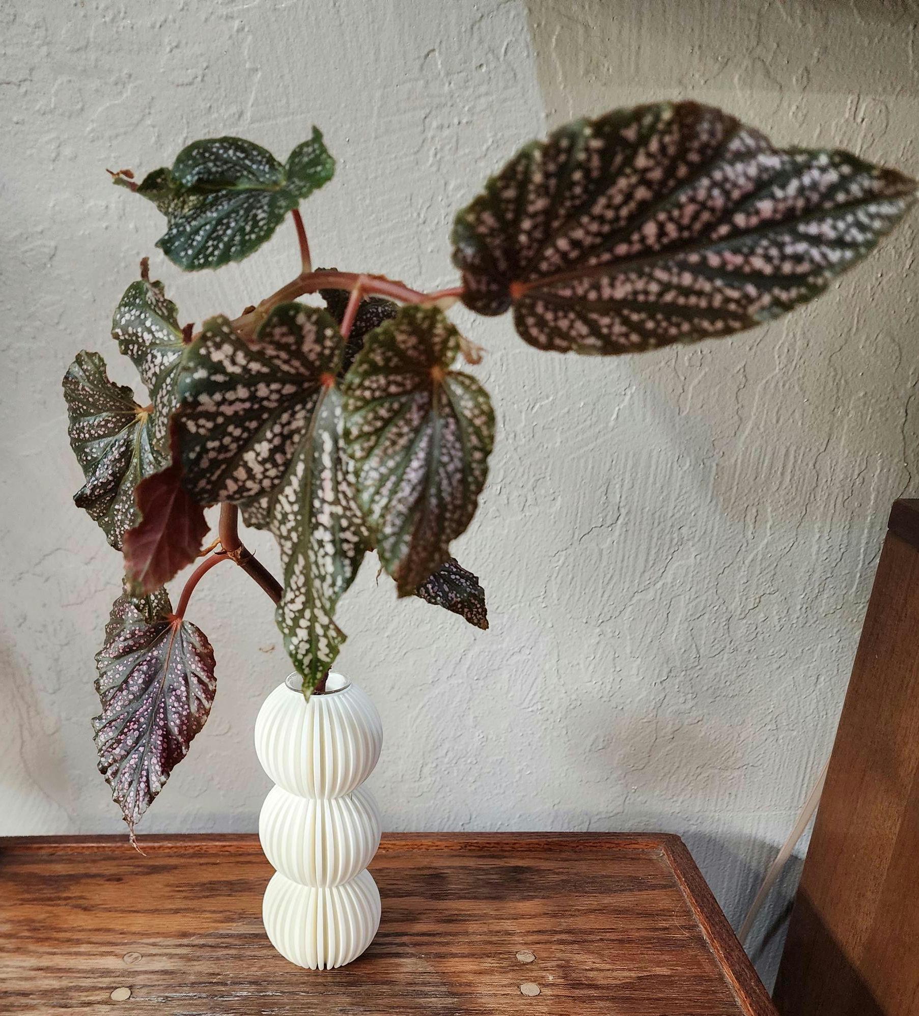 Modern Propagation Stand Tube Boho Room Decor Propagation Tube Gufts For Her & Him