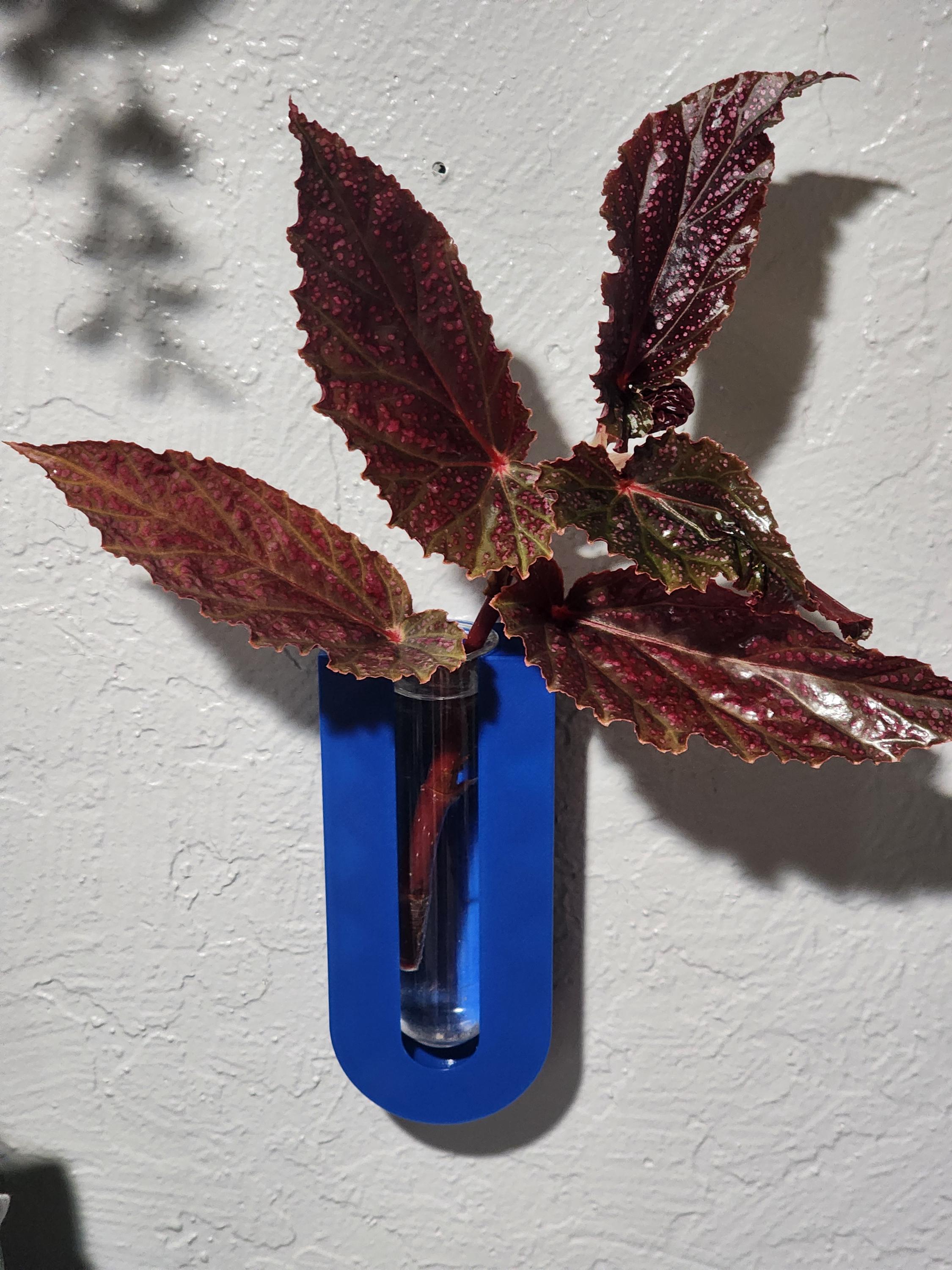 Wall Mount Plant Propagation Planter: Boho Decor with Glass Tube
