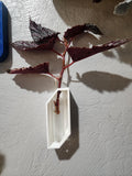 Wall Mount Plant Propagation Planter, Glass Propagating Tubes, Boho Decor Great Gift Idea Plant Lovers , propagate