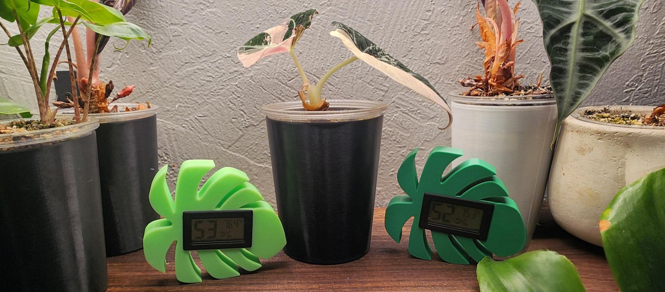Leaf-Shaped Monstera Alocasia hygrometer Ideal Accessory for IKEA Rudsta, Milsbo, and Greenhouse Cabinets Now holiday themes