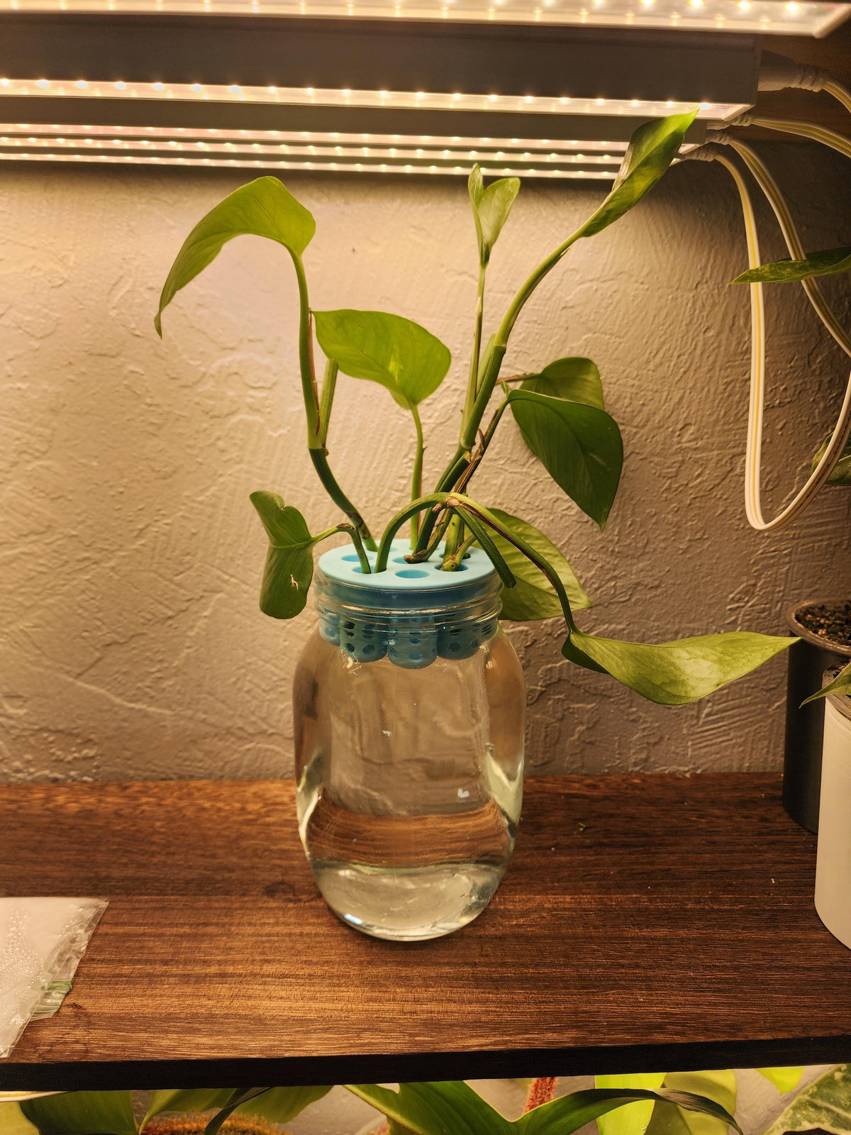 Green Onion, Lettuce, Celery  Regrow Kit for Wide Mouth Jars | Indoor Kratky Hydroponics | Kitchen Herb Garden | Propagation | Pothos