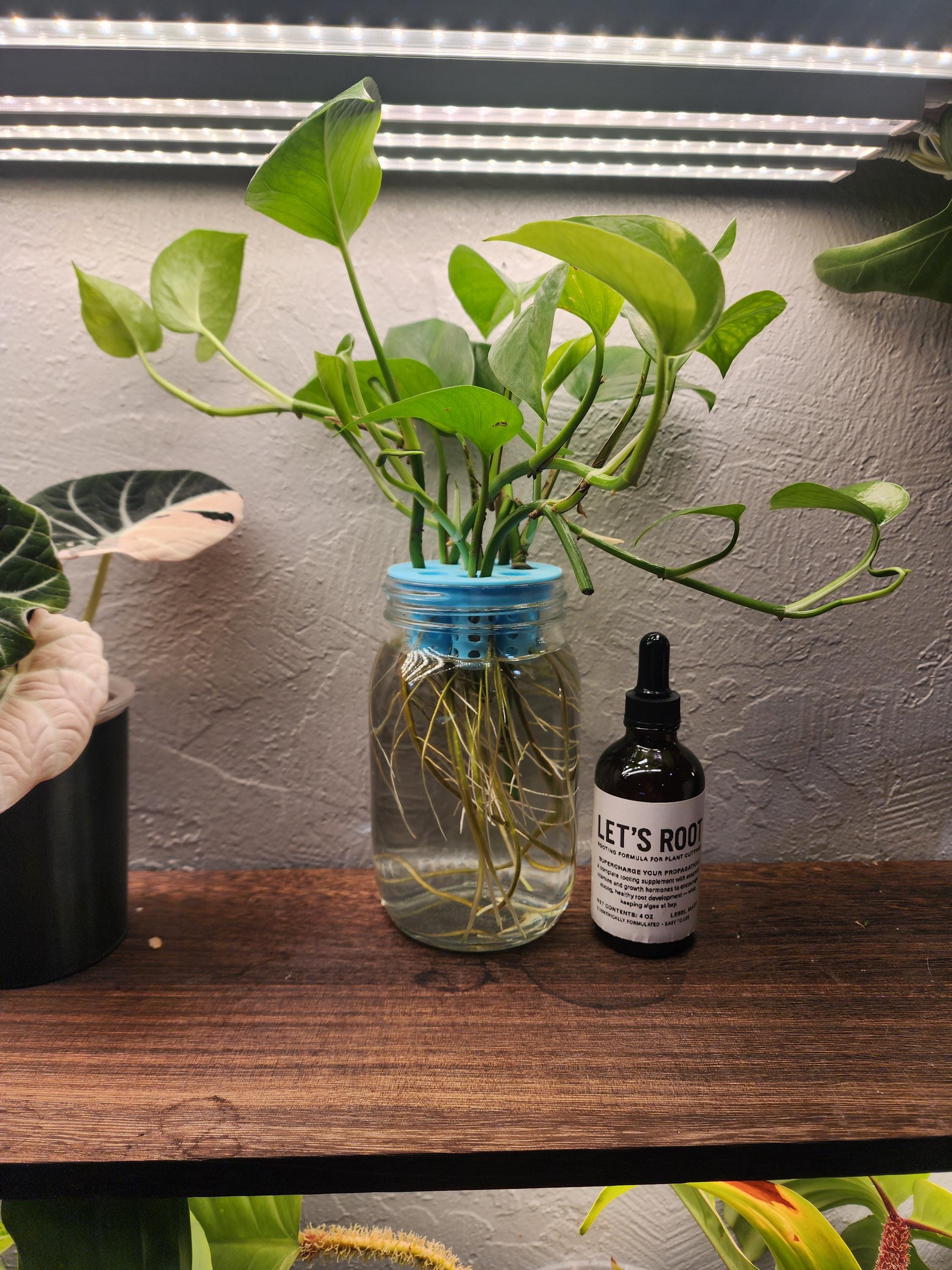 pothos rooting in a jar with let's root hormoness.