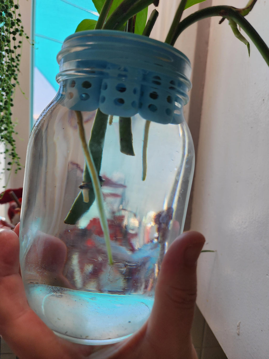 Green Onion, Lettuce, Celery  Regrow Kit for Wide Mouth Jars | Indoor Kratky Hydroponics | Kitchen Herb Garden | Propagation | Pothos