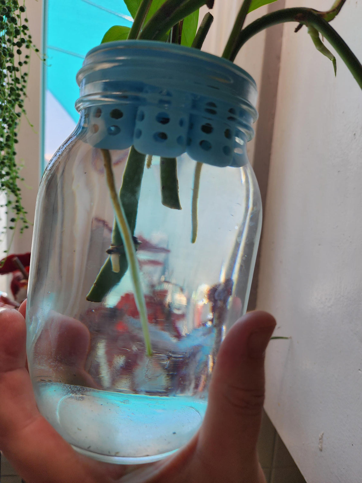 3D Printed Kratky Hydroponics Kit: Regrow Green Onion, Lettuce, Celery