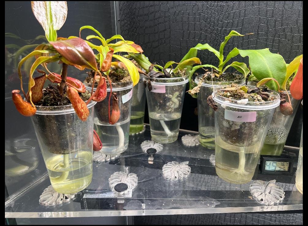 Ikea Greenhouse Grow Light Holders (8 Pack) | Acrylic Light Mounts for Milsbo/Fabrikor Cabinets | Plant Shelf Clips