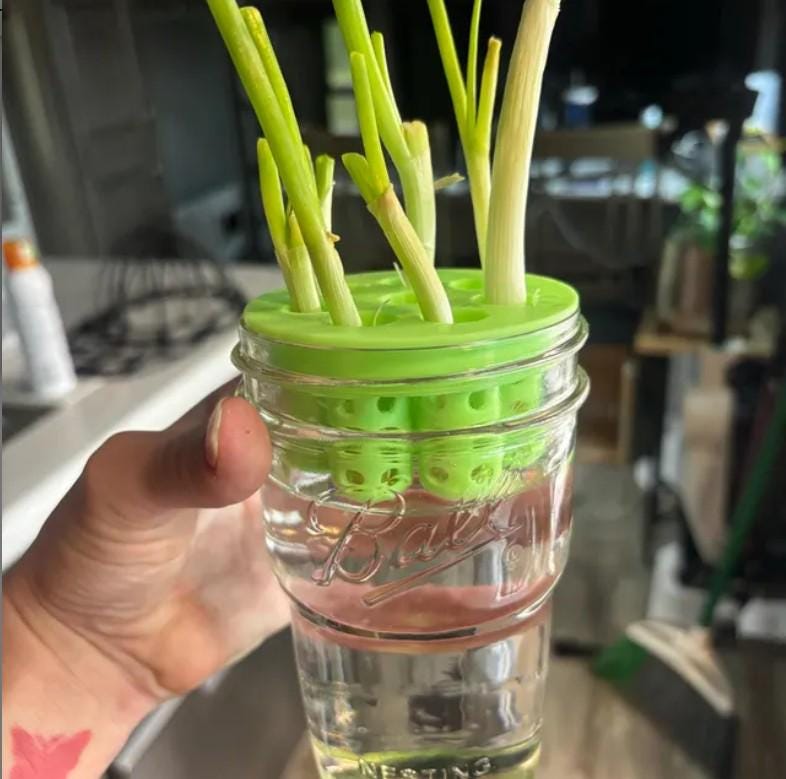 Green Onion, Lettuce, Celery  Regrow Kit for Wide Mouth Jars | Indoor Kratky Hydroponics | Kitchen Herb Garden | Propagation | Pothos