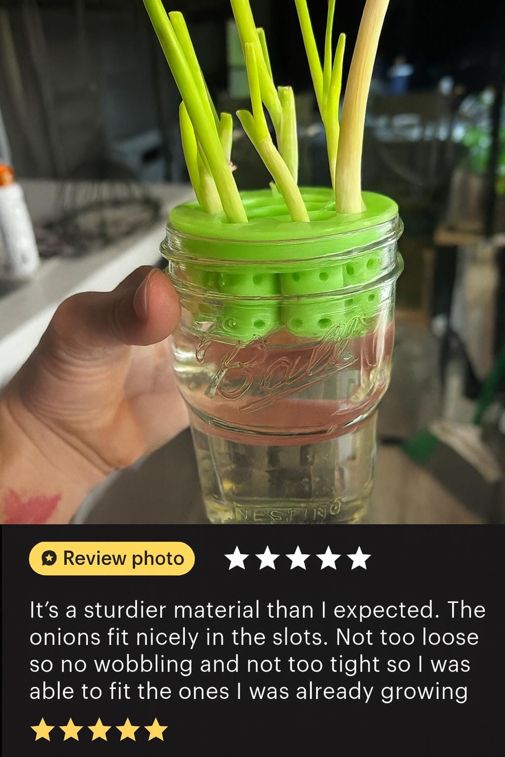 Green Onion, Lettuce, Celery  Regrow Kit for Wide Mouth Jars | Indoor Kratky Hydroponics | Kitchen Herb Garden | Propagation | Pothos