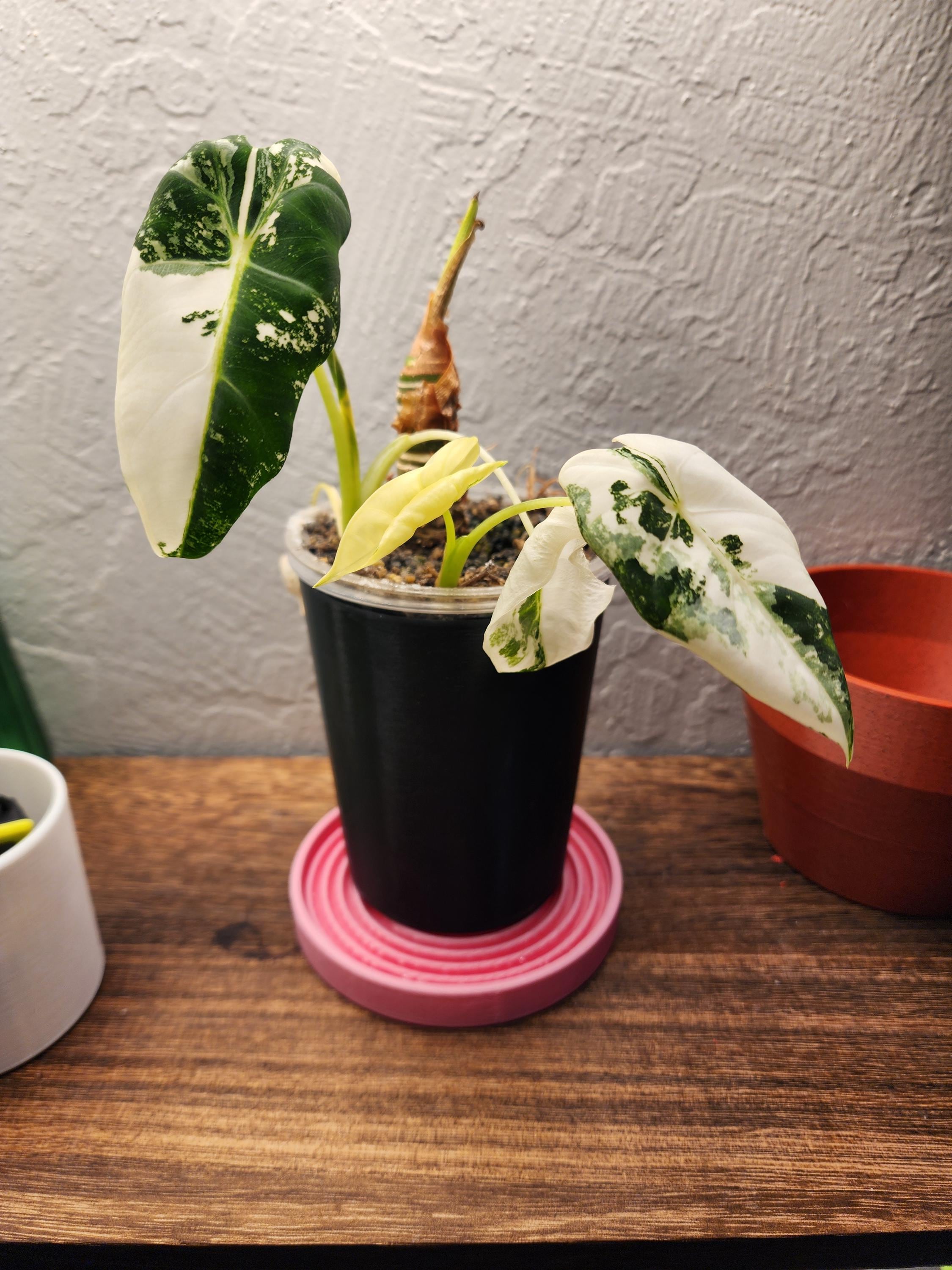 Spiral Plant Tray | Humidity Tray & Drainage Saucer | Modern Plant Plate for Indoor Pots