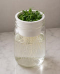 1 Wide Mouth Mason Jar Microgreen Grower Insert Fits Ball Mason Jars Sprouting Tray for Pea, Radish, Sunflower & More Reusable Seed Starter