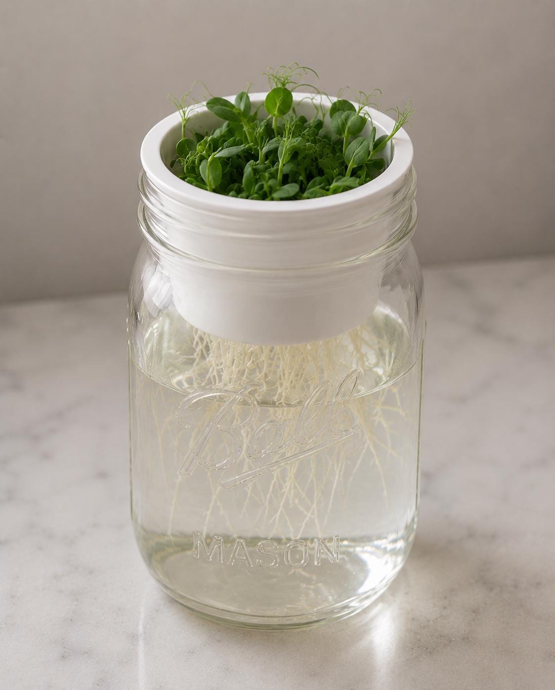 1 Wide Mouth Mason Jar Microgreen Grower Insert Fits Ball Mason Jars Sprouting Tray for Pea, Radish, Sunflower & More Reusable Seed Starter