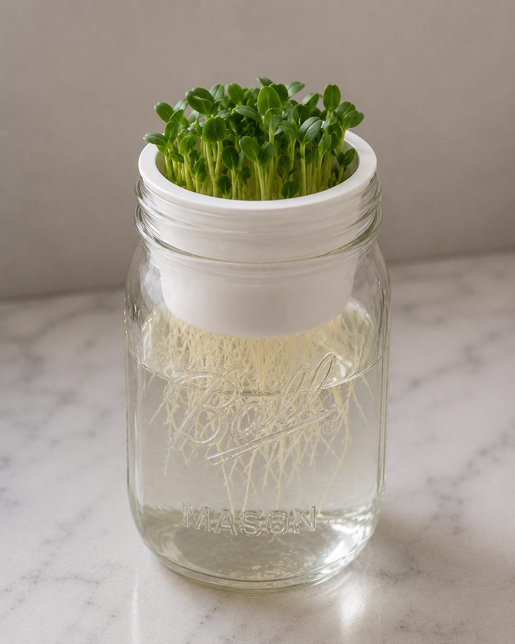 1 Wide Mouth Mason Jar Microgreen Grower Insert Fits Ball Mason Jars Sprouting Tray for Pea, Radish, Sunflower & More Reusable Seed Starter
